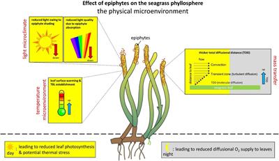 Frontiers | Effects of Epiphytes on the Seagrass Phyllosphere